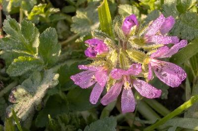 <i>Erodium moschatum</i>