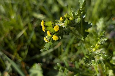 <i>Senecio vulgaris</i>