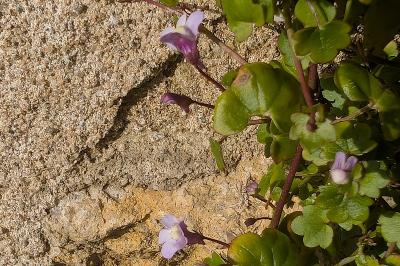 <i>Cymbalaria muralis</i>