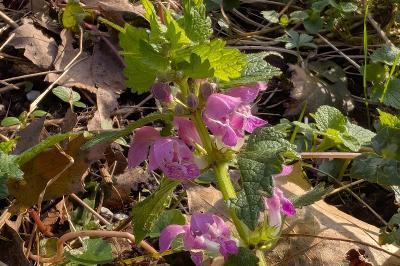 <i>Lamium maculatum</i>