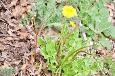 <i>Taraxacum officinale</i>