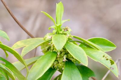 <i>Daphne laureola</i>