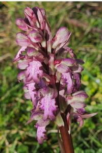 <i>Himantoglossum robertianum</i>