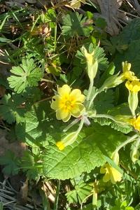 <i>Primula vulgaris</i>
