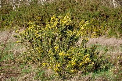 <i>Ulex europaeus</i>