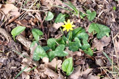 <i>Ficaria verna</i>