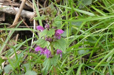 <i>Lamium maculatum</i>