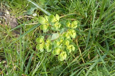 <i>Euphorbia helioscopia</i>