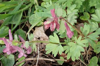 <i>Corydalis solida</i>