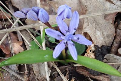 <i>Scilla bifolia</i>