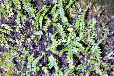 <i>Asplenium trichomanes</i>