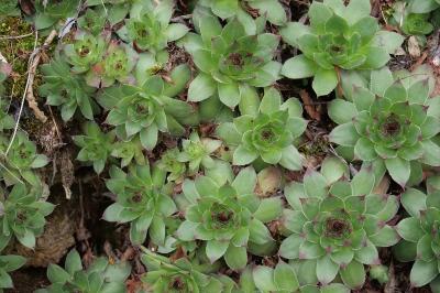 <i>Sempervivum tectorum</i>
