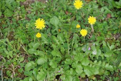 <i>Taraxacum officinale</i>