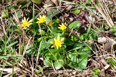 <i>Ficaria verna</i>