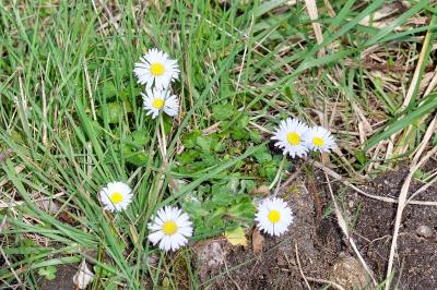<i>Bellis perennis</i>