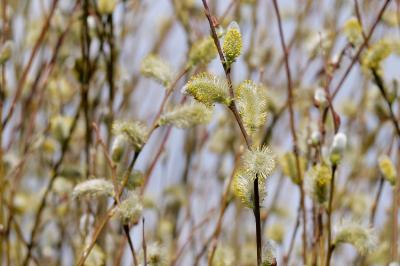 <i>Salix</i>