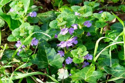 <i>Glechoma hederacea</i>