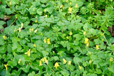<i>Ficaria verna</i>