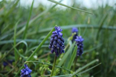 <i>Muscari neglectum</i>