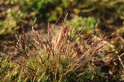 <i>Mibora minima</i>