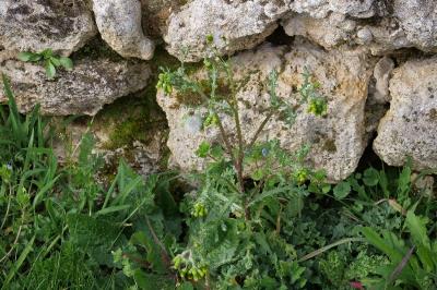 <i>Senecio vulgaris</i>