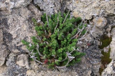 <i>Sedum acre</i>