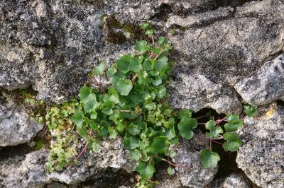 <i>Cymbalaria muralis</i>