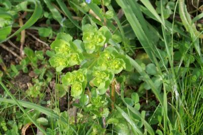 <i>Euphorbia helioscopia</i>