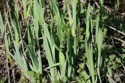 <i>Iris pseudacorus</i>