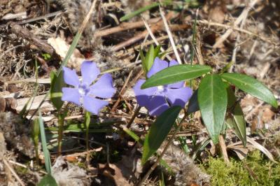 <i>Vinca minor</i>