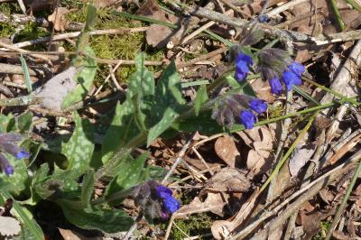 <i>Pulmonaria longifolia</i>