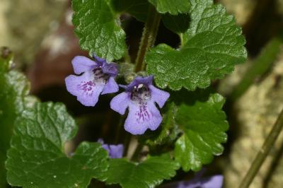 <i>Glechoma hederacea</i>