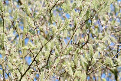 <i>Salix caprea</i>