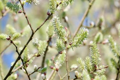 <i>Salix caprea</i>