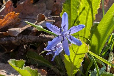<i>Scilla bifolia</i>