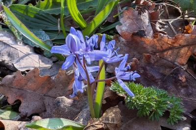 <i>Scilla bifolia</i>