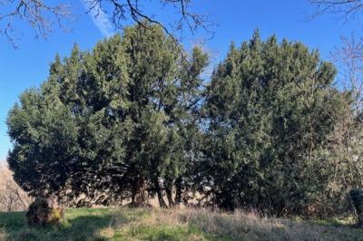 <i>Taxus baccata</i>