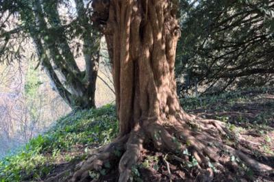 <i>Taxus baccata</i>