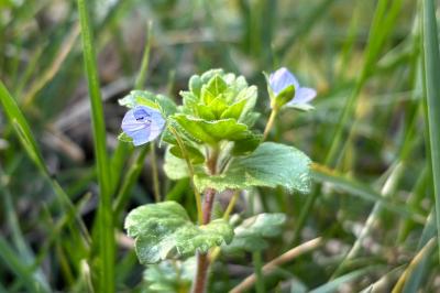 <i>Veronica persica</i>