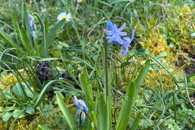 <i>Hyacinthoides non-scripta</i>