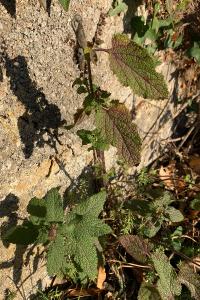 <i>Teucrium scorodonia</i>
