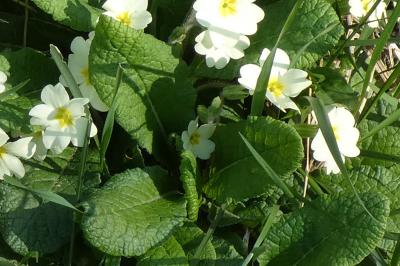 <i>Primula vulgaris</i>