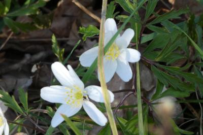 <i>Anemone nemorosa</i>