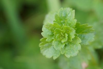 <i>Veronica persica</i>