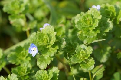 <i>Veronica persica</i>