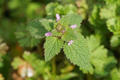 <i>Lamium purpureum</i>