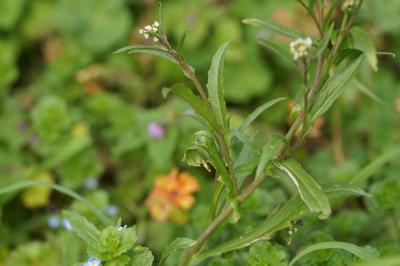 <i>Capsella bursa-pastoris</i>