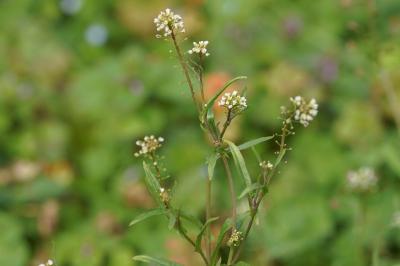 Capsella bursa-pastoris