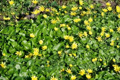 <i>Ficaria verna</i>