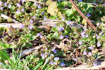 <i>Glechoma hederacea</i>